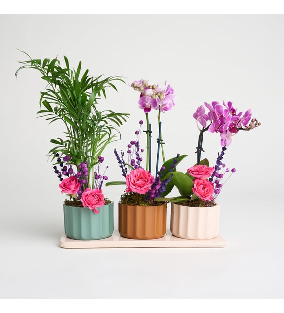 Trio Saksıda Mor Orkide ve Chamdora Elegans